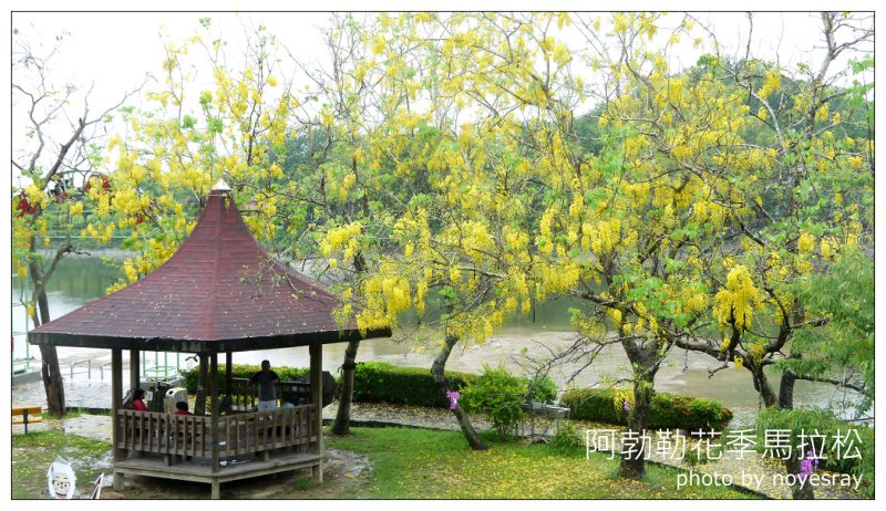 【台南】黃金雨中漫步．台灣第一水庫阿勃勒花季馬拉松．新化虎頭埤風景區