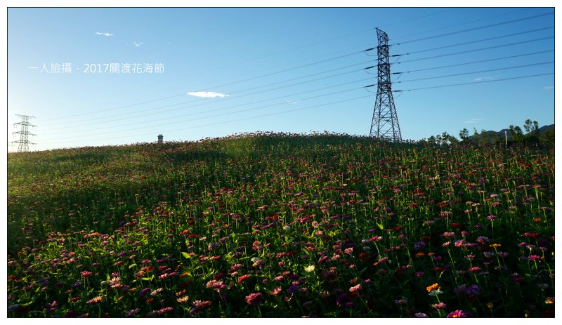 台北北投|2017關渡花海節.「洲美蜆仔港公園」花海隨風搖曳
