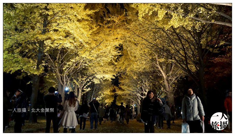 日本、北海道大學|一生必訪銀杏名所「北大金葉祭」.你沒看過的金碧夜空